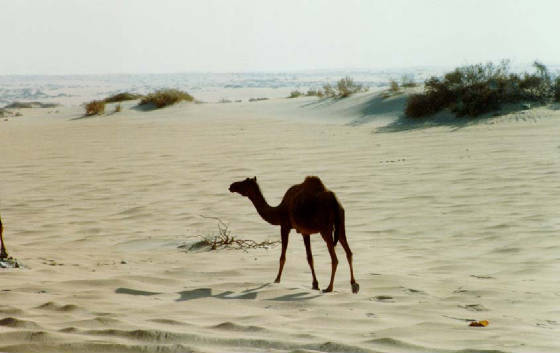 camelonsaudibeachgulfwar.jpg